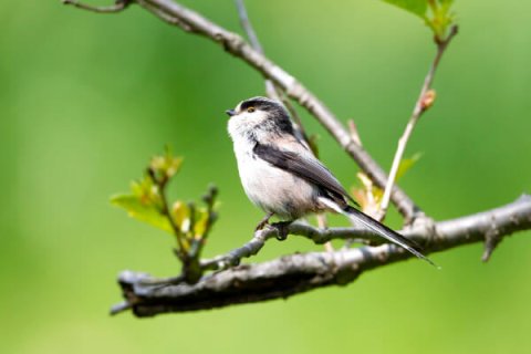 バードウォッチング エナガ