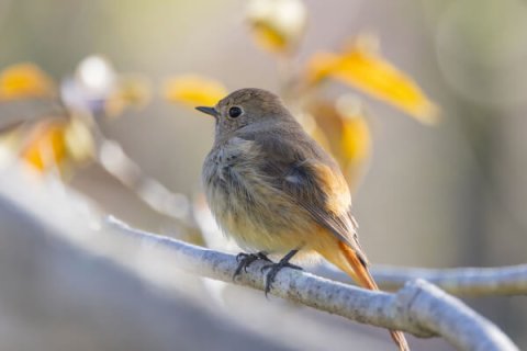 バードウォッチング ジョウビタキ