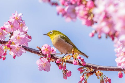 バードウォッチング メジロ