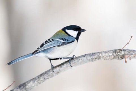 バードウォッチング シジュウカラ