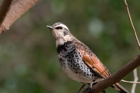 バードウォッチング ツグミ