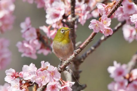 バードウォッチング ウグイス