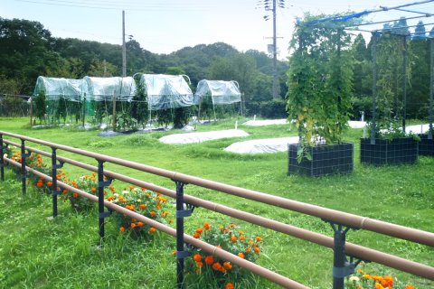 ユニバーサル農園